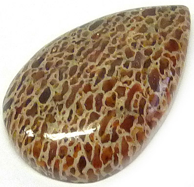 os de dinausore fossilise - fossilized dinosaur bone