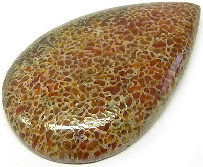 os de dinausore fossilise - fossilized dinosaur bone