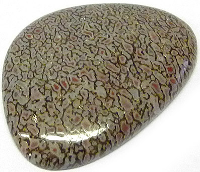 os de dinausore fossilise - fossilized dinosaur bone