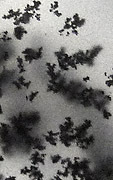 inclusions oxyde de mangan�se dans calcedoine