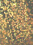feldspath � inclusions de cuivre