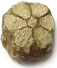 Sakura ishi Cerasite = mica apr�s cordierite / indialite
