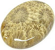 corail fossilis�