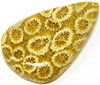 corail fossilis�