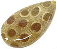 corail fossilis�