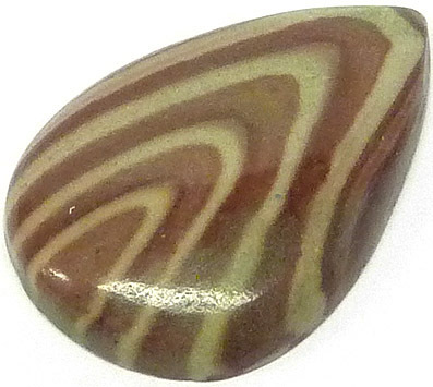 jaspe bicolore zebre