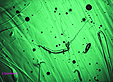 inclusions lechatelierite dans moldavite