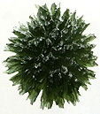 moldavite besednice tchequie