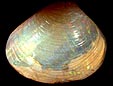coquille de coquillage opalis�e