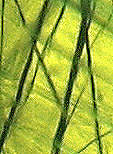 peridot inclusions ludwigite