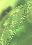 peridot inclusions lily pad