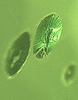 peridot inclusions halo nenuphar