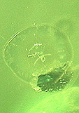 peridot inclusion halo feuille de nenuphar