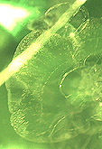 peridot inclusions halo nenuphar