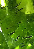 peridot inclusions noires