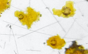 inclusions biphas�es dans quartz
