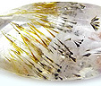 goethite inclusions dans quartz