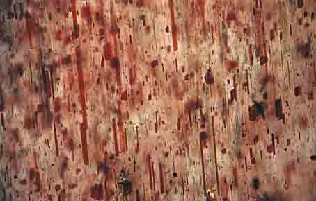 inclusions minerales dans scapolite