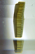 inclusion d'une phlogopite dans la topaze