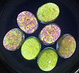 vesuvianite idocrase couleurs interference