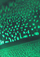 inclusions bulles de retrait dans emeraude synthetique anhydre