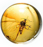 imitation acrylique plastique ambre naturel avec insecte